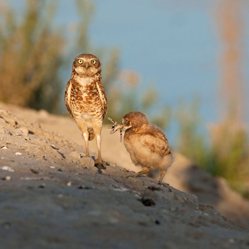 Burrowing Owl With Ground-Level Adventures
