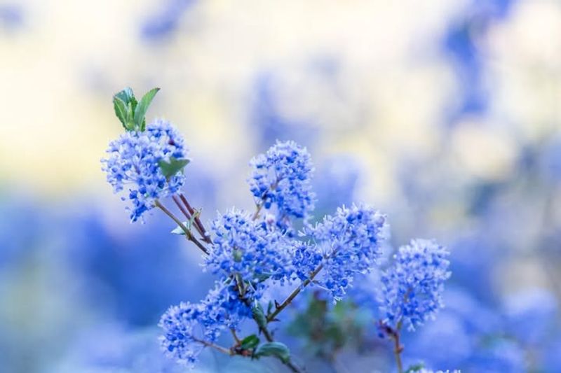 California Lilac Blooming With Bee Friends