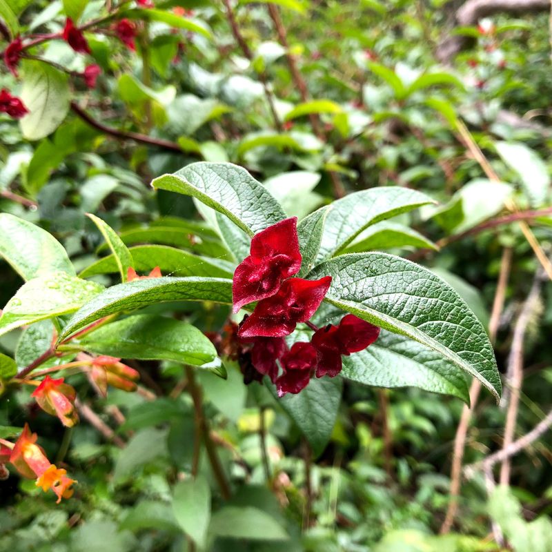 Twinberry Honeysuckle (Lonicera involucrata)