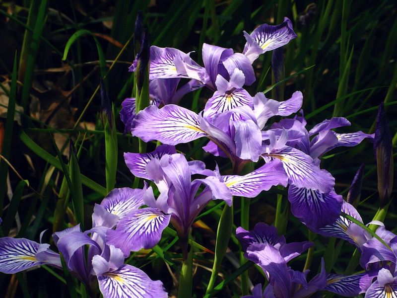 Douglas Iris Features Coastal Blooms And Early Nectar Sources