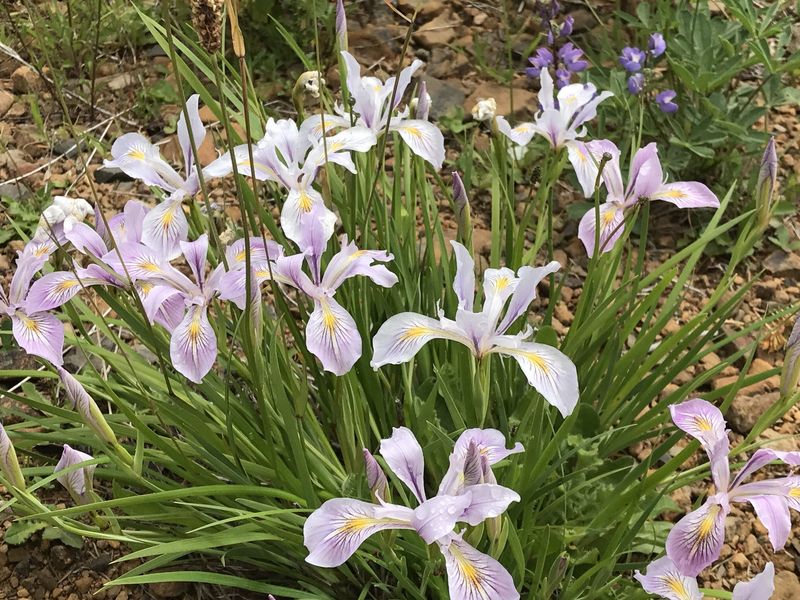 Oregon Iris Adds Spring Flowers To Dry Native Beds