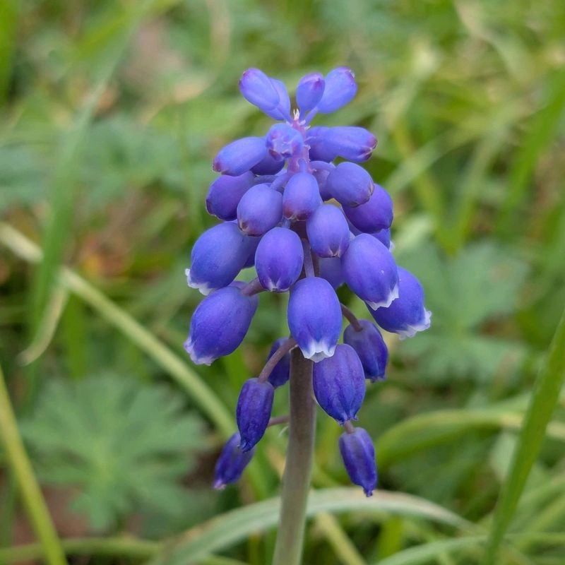Grape Hyacinth And Their Fragrant Clusters