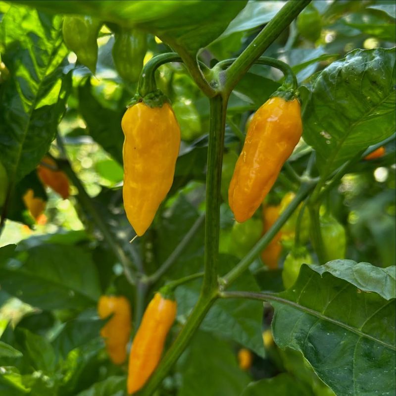 Disease-Resistant Varieties Stay Healthy