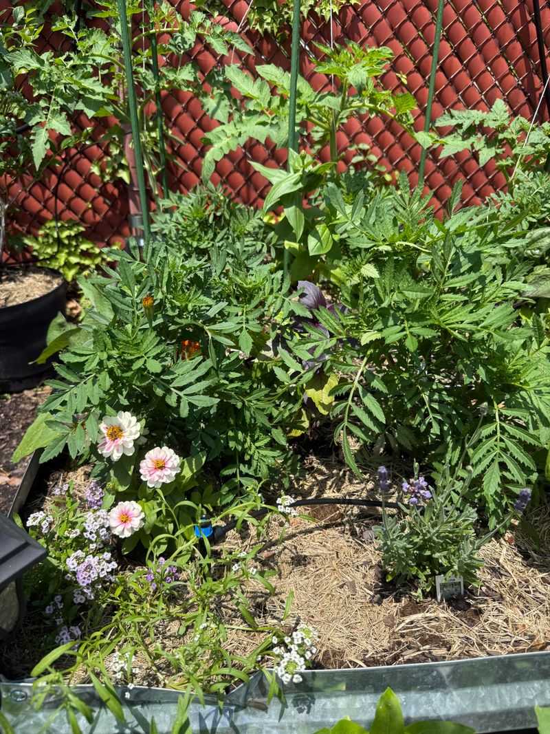 Extra Fertilizer Can Push Leaves Instead Of Blooms