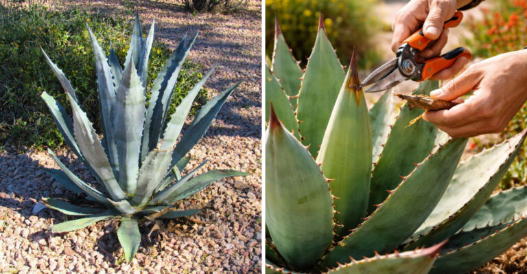 What Arizona Agave Need In Spring To Stay Healthy And Well Shaped