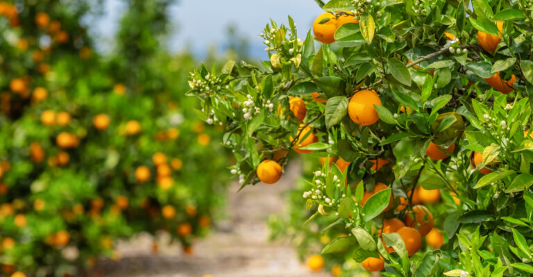 citrus trees (featured image)