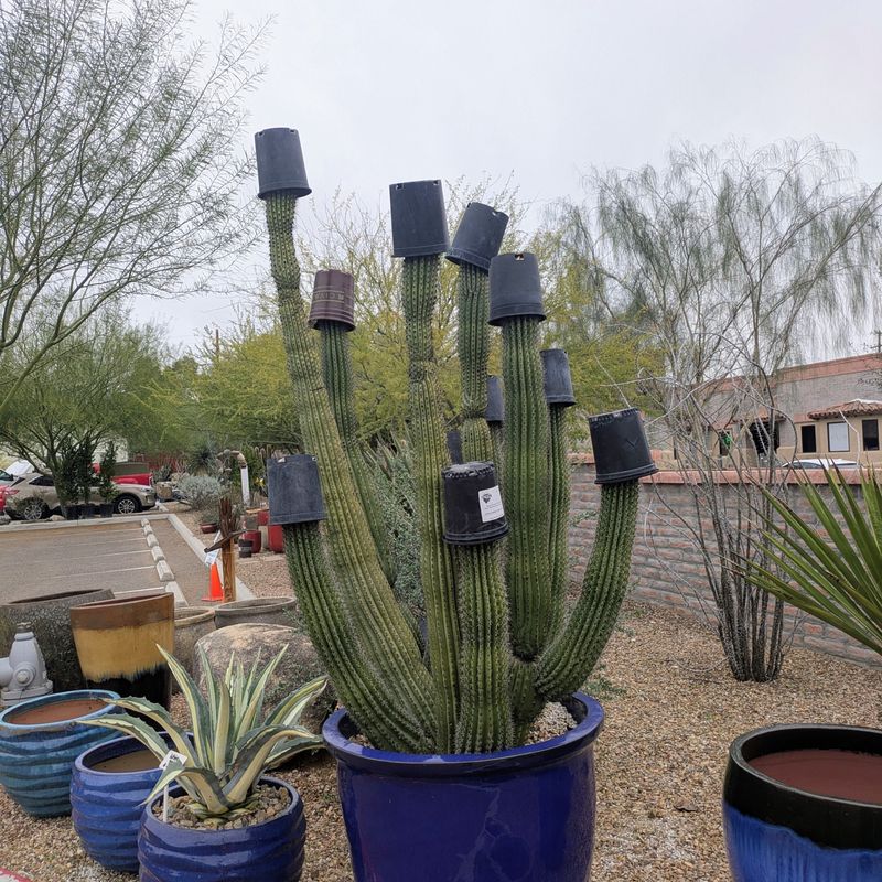 Remove Frost Cloth And Cactus Covers After Last Frost