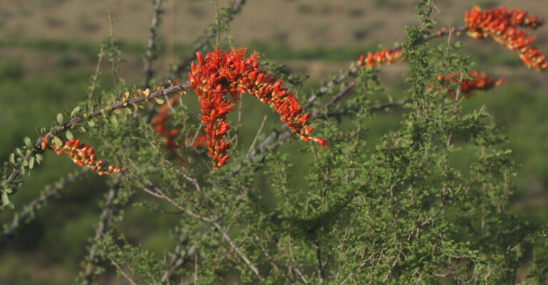 Ocotillo (featured image)