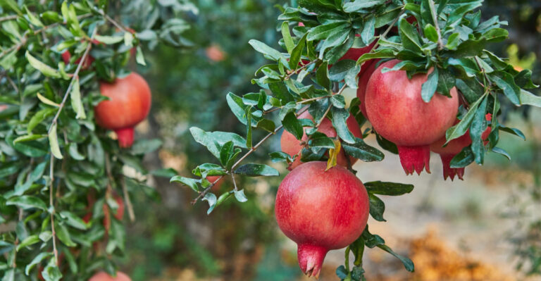 pomegranate tree (featured image)