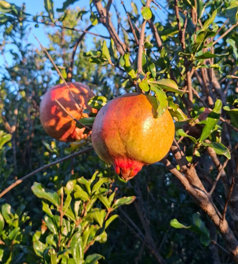 Start With Full Sun To Support Strong Flower And Fruit Development