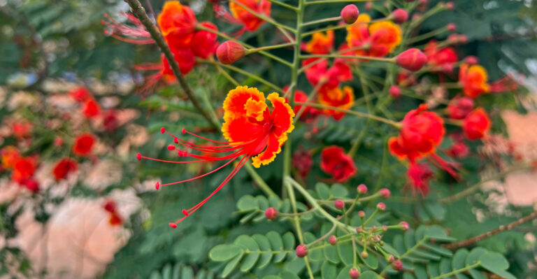 red bird of paradise (featured image)