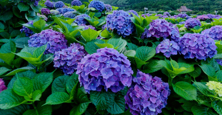 bigleaf hydrangea