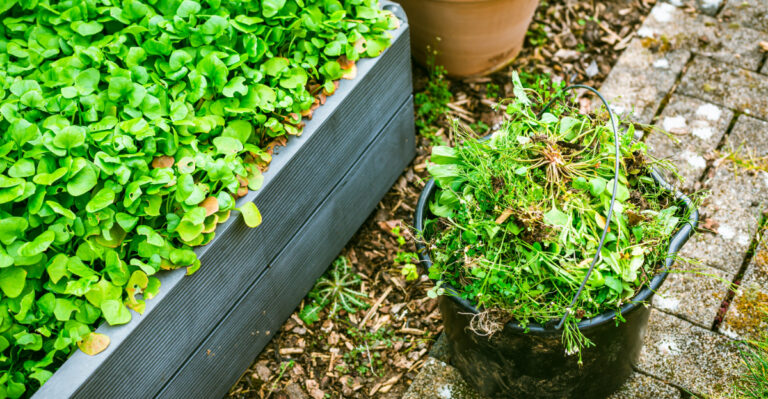 pulling garden weeds