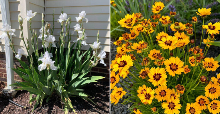 What California Gardeners Should Divide In March For Free Plants