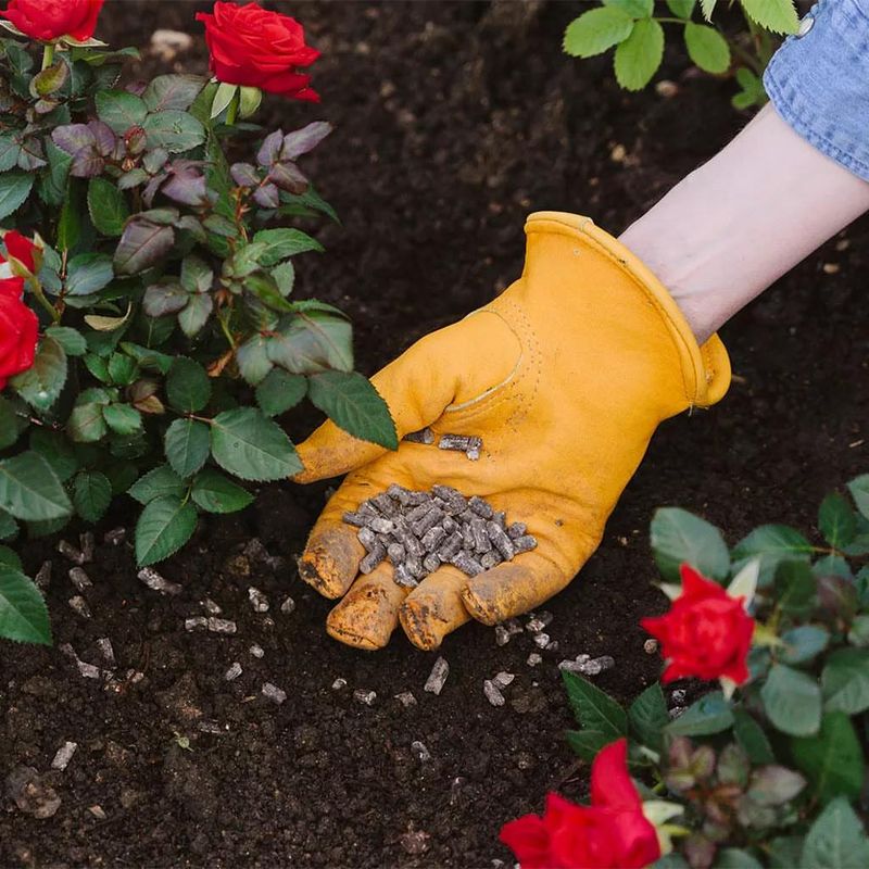 Roses Bursting With Color