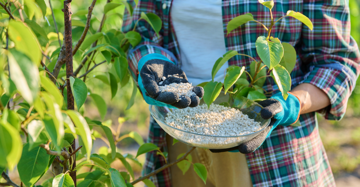 What California Gardeners Should Fertilize Right Now For Vibrant Gardens And Healthy Plants