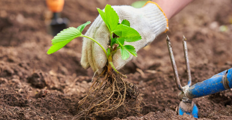 What California Gardeners Should Plant Before March Is Over