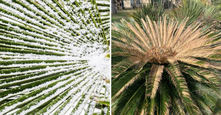 What Causes Frost Damage To Palm Trees In Louisiana (And How To Fix It)