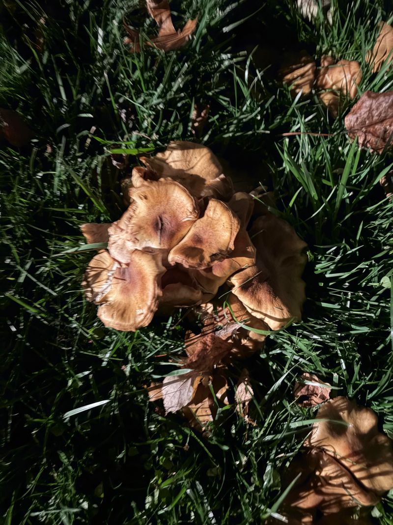 Rain, Shade, And Warm Weather Create Ideal Conditions