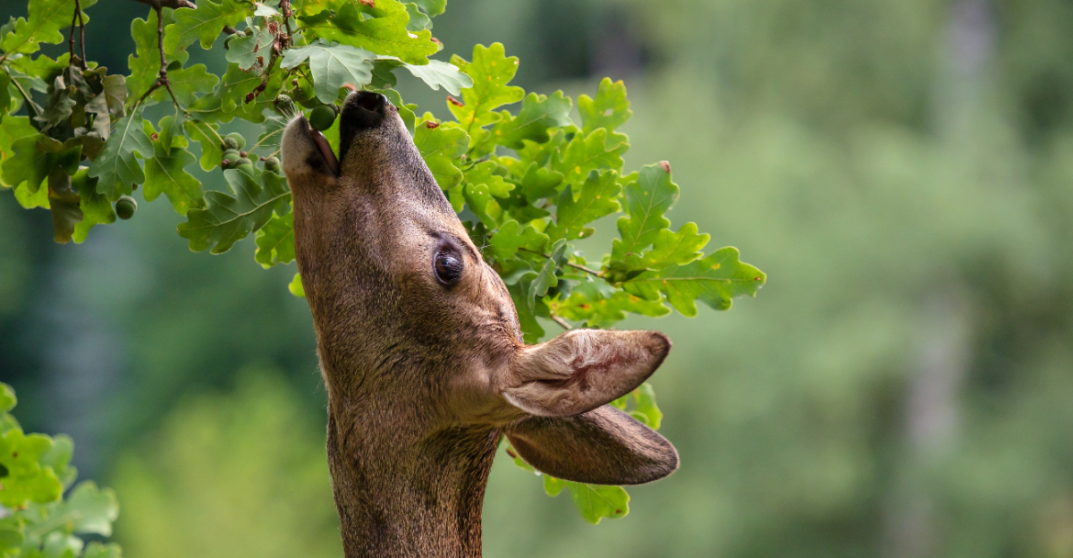 deear eating from tree