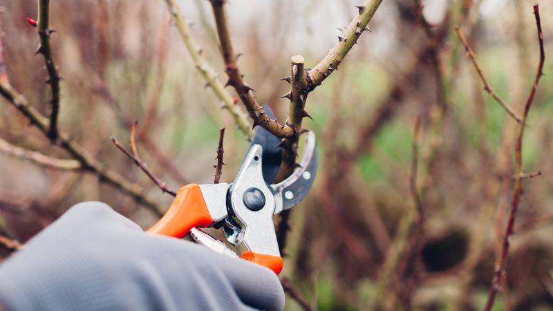 Finish Pruning Roses And Fruit Trees