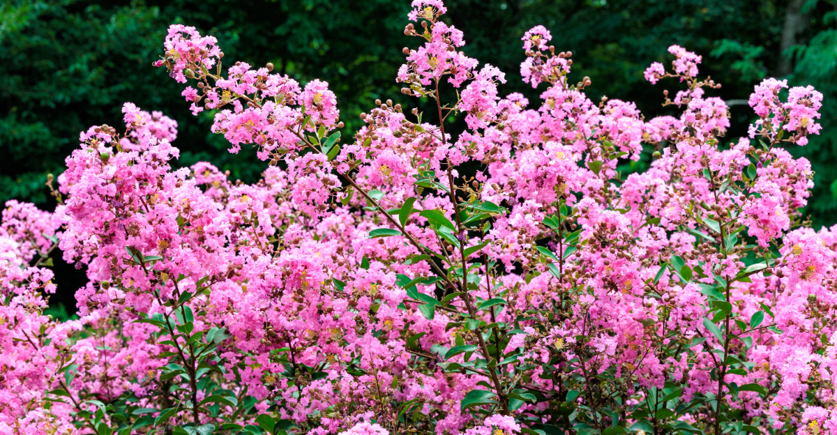 crape myrtle