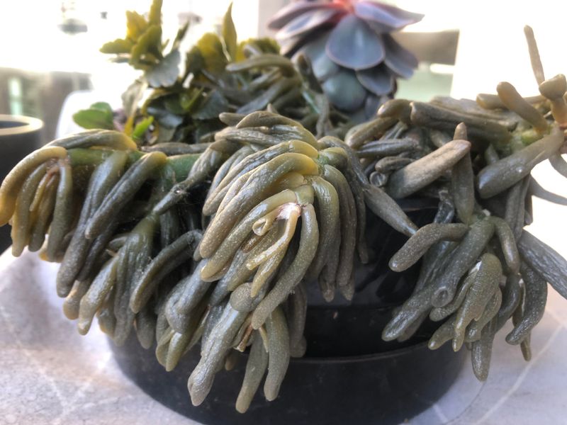 Check Leaves For Soft Or Mushy Damage