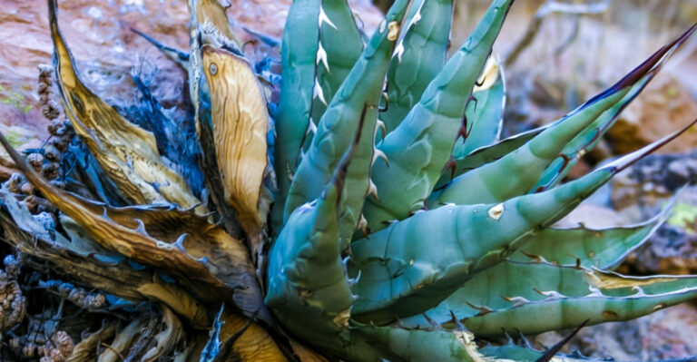 damaged agave plant
