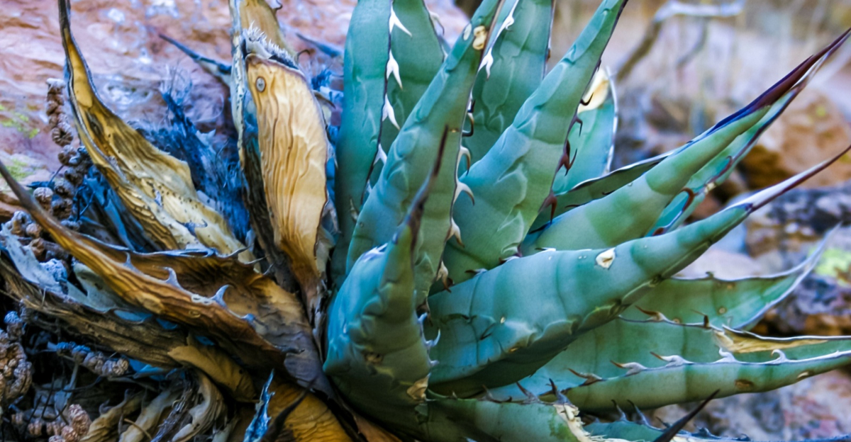 damaged agave plant