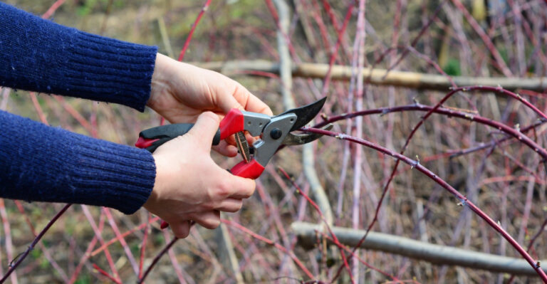 What Florida Gardeners Should Cut Back First And What Last During Spring Cleanup