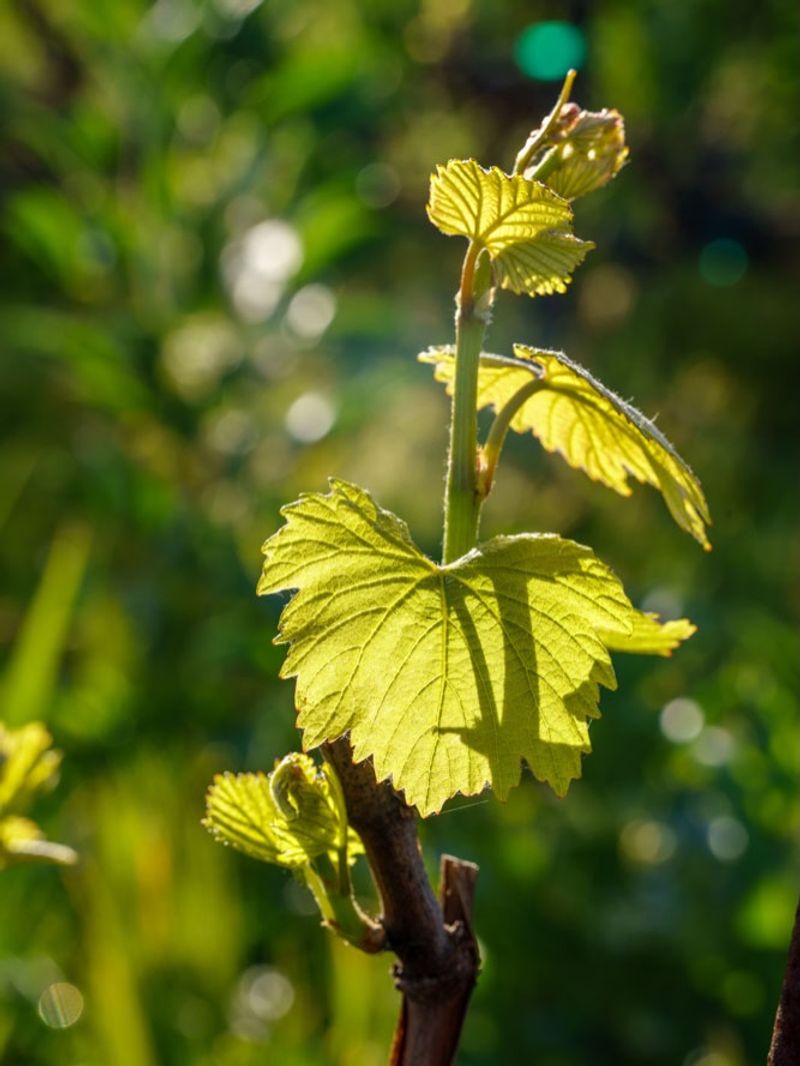 Warm Soil Before Planting Tender Vines