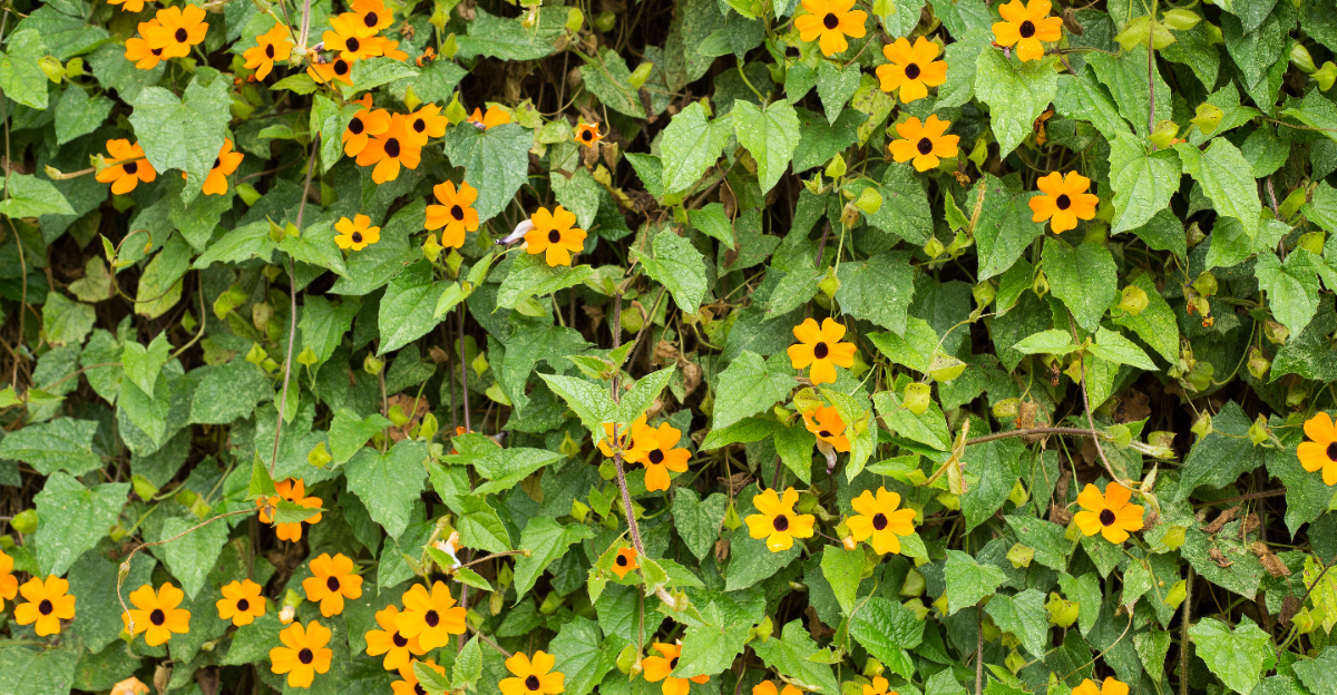 black eyed susan vine