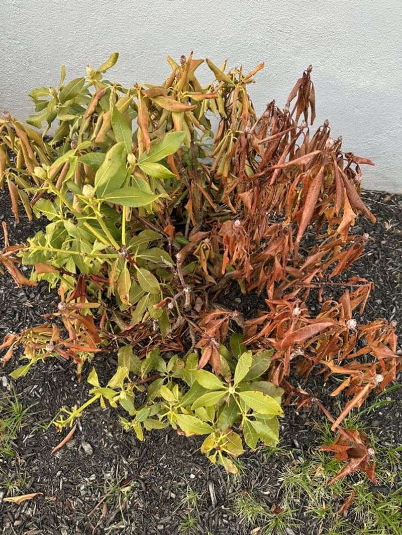 The Hidden Damage Frost Can Cause Overnight