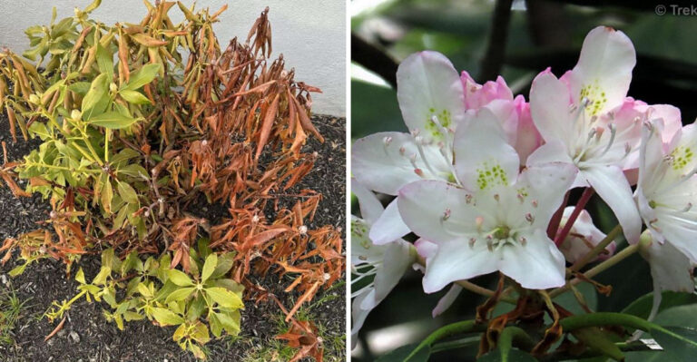 damaged rhododendron and in bloom
