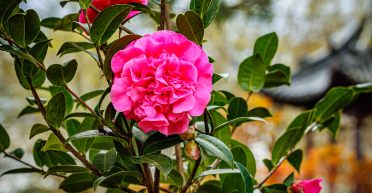camellia (featured image)