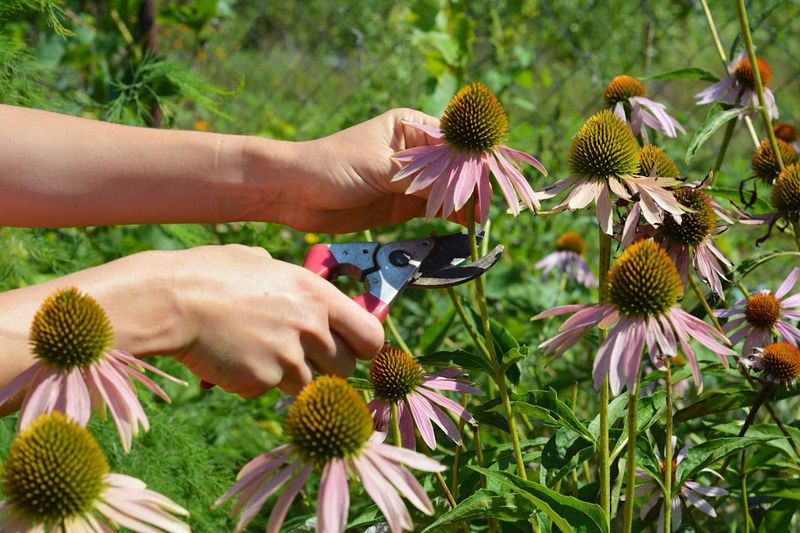 Start With Cutting Back Old Growth Before New Shoots Appear