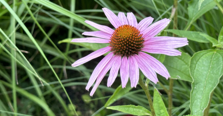 coneflower (featured image)