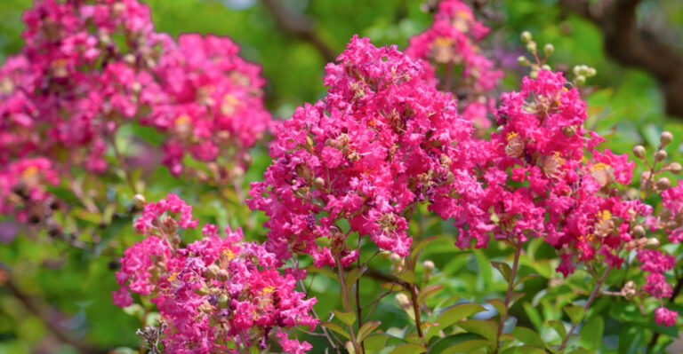 What Georgia Crape Myrtles Need In March For A Full Bloom Season