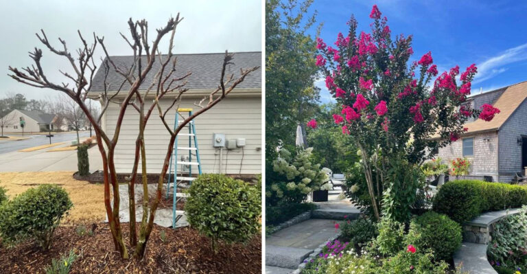 What Georgia Crape Myrtles Need In March For Strong Healthy Growth