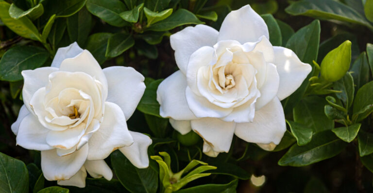 What Georgia Gardenias Need In March For Colorful Showy Blooms