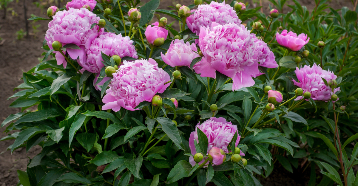 peonies (featured image)