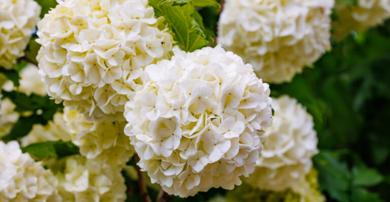 viburnums (featured image)