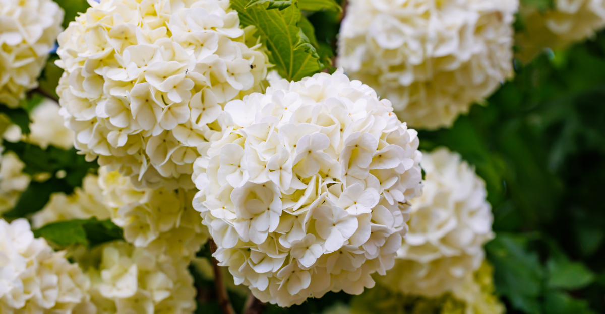 viburnums (featured image)