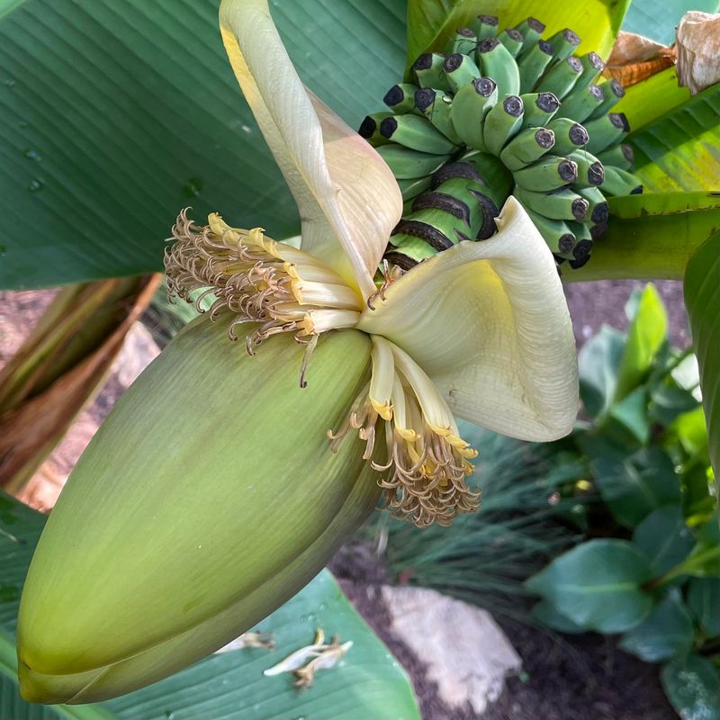 Where Banana Plants Can Thrive In North Carolina