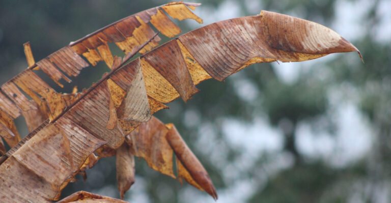 What Happens To Banana Plants After A North Carolina Freeze (And What To Do)