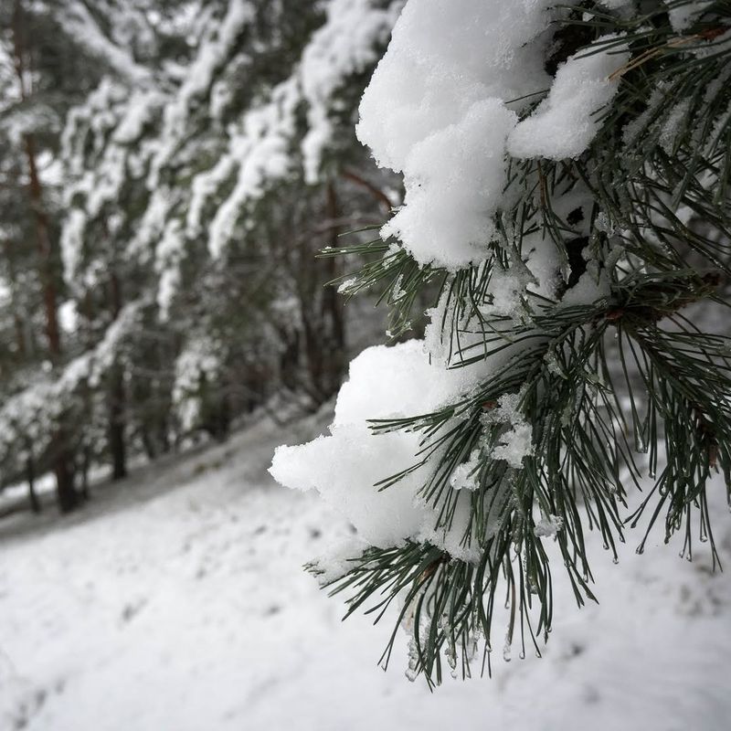 Heavy Snow Adds Significant Weight To Branches