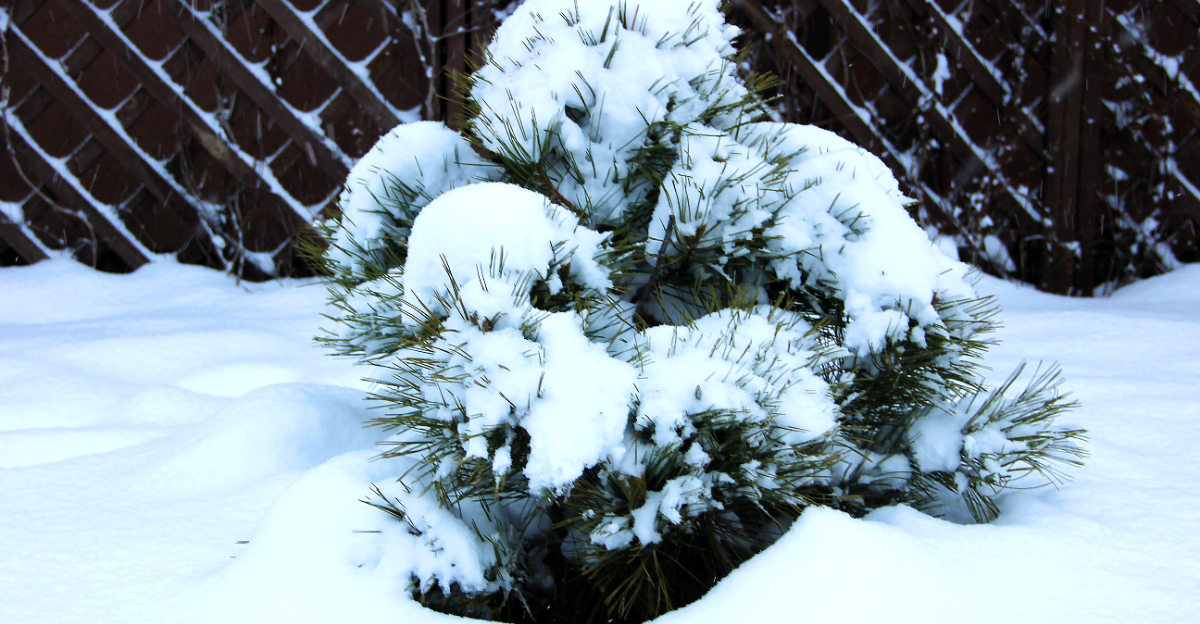heavy snow on shrub