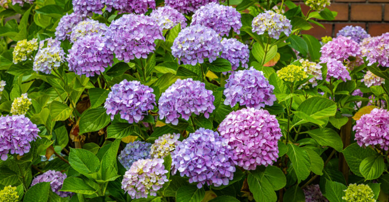 Hydrangeas (featured image)
