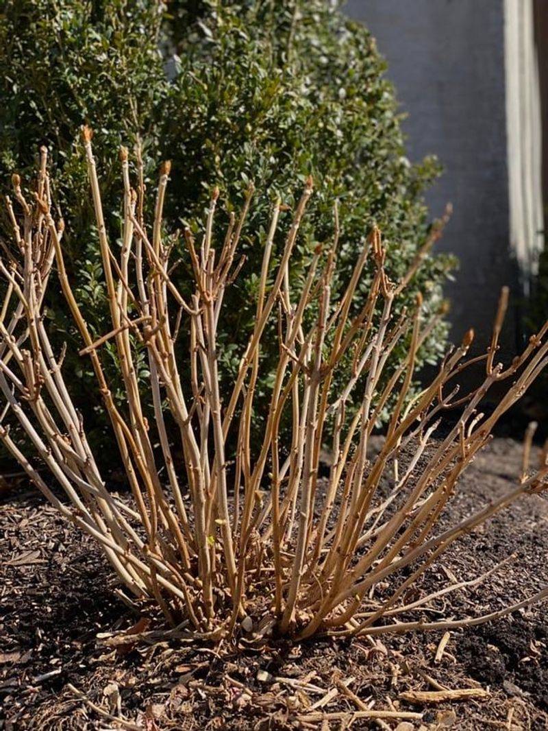 Trim Last Year's Stems To Encourage Fresh Growth