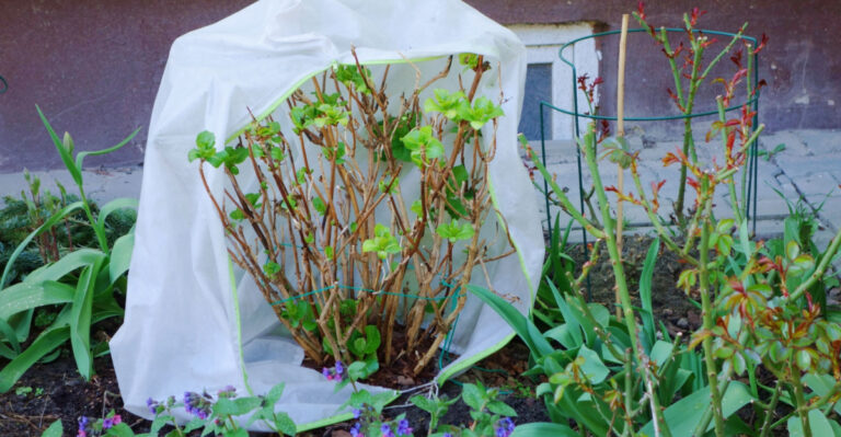 What Hydrangeas In North Carolina Need In Early Spring